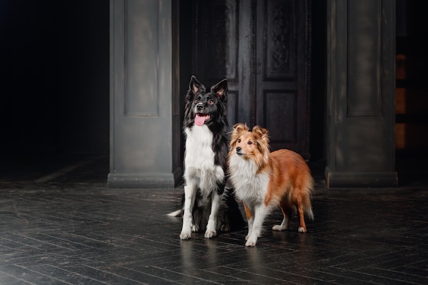 Two dogs stand in front of a door