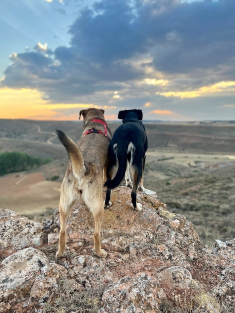 Two dogs up high looking at a beautiful valley Two cute travel dogs looking at a valley from above