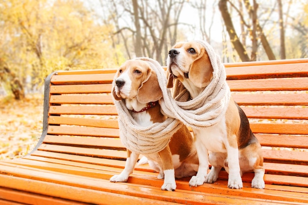 Two dogs wearing sweaters sit on a bench in the park.