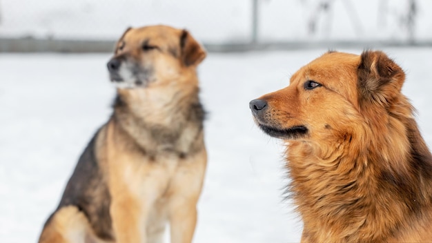 Two dogs in winter outdoors on a background of white snow