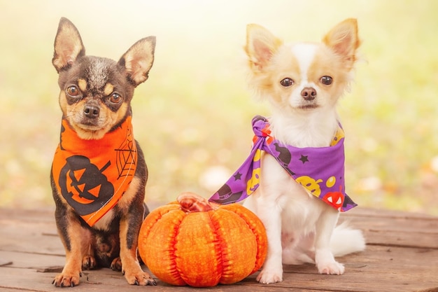 Two dogs with a pumpkin Black and white chihuahua in halloween bandanas