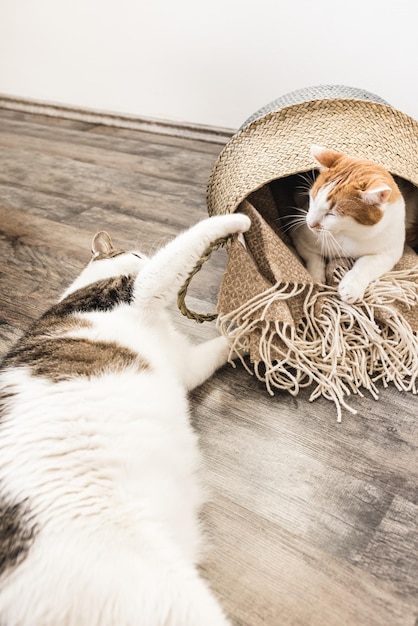 Two domestic cats fight over blanket basket with cozy throws