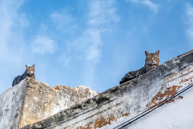 Two domestic cats on the roof