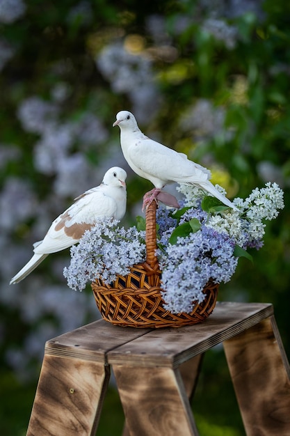 Two domestic pigeons cooing on a basket of lilac flowers