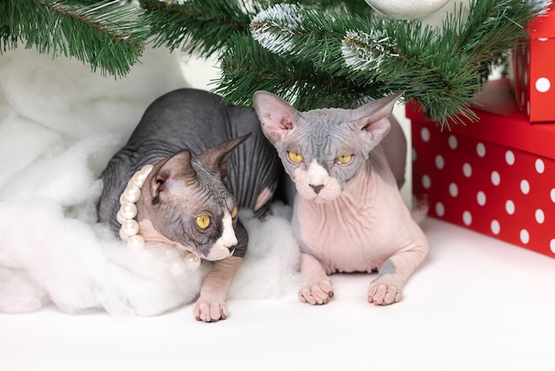 Two domestic Sphynx Cats lying under Xmas tree with festive red polka dot gift boxes under it