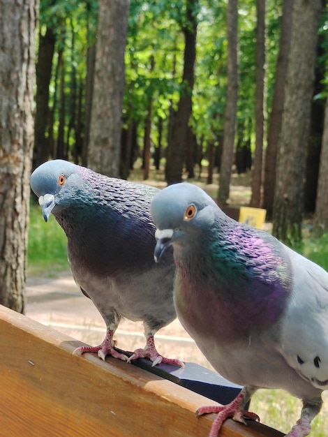 Two dove birds one after the other on a park bench The background is blurry