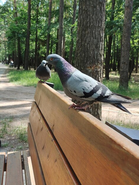 Two dove birds one after the other on a park bench The background is blurry