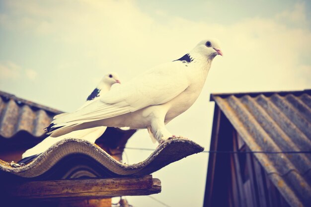 Two doves