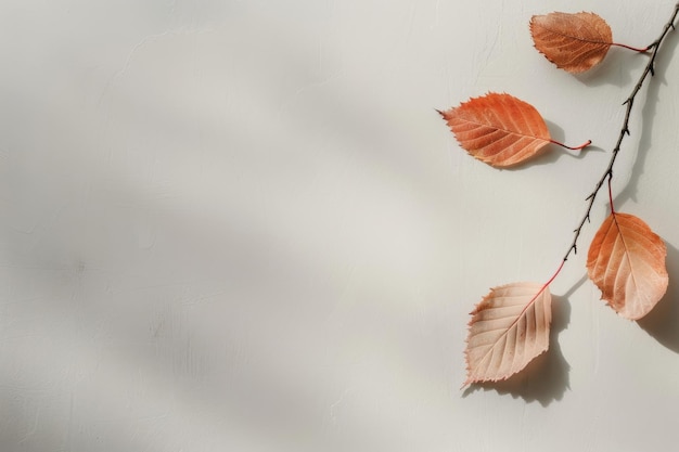 Photo two dried leaves on white surface