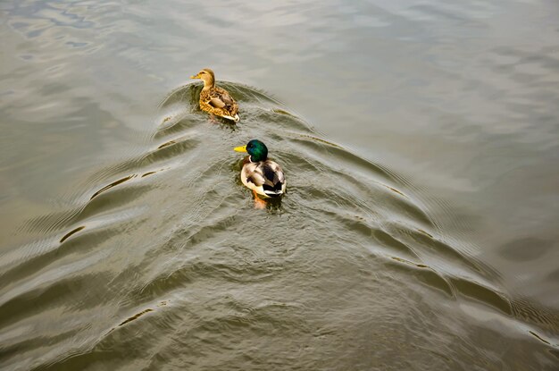 Two ducks are swimming on the water in the lake.