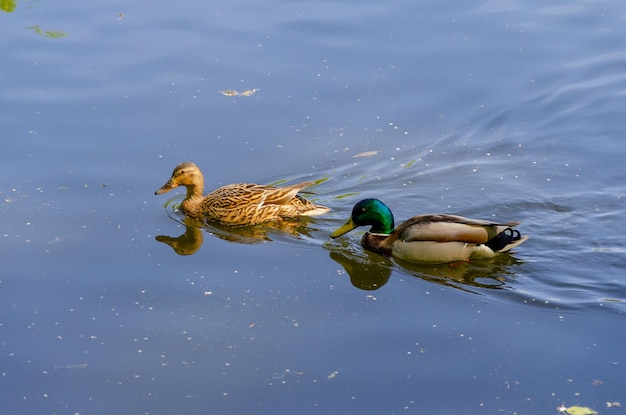 Two ducks in the calm water of the lake.