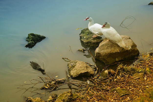 Two ducks on the shore of the lake