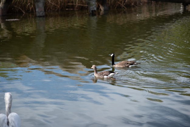 Two ducks swim in the pond at the zooTwo gray ducks swim in the pond in summer