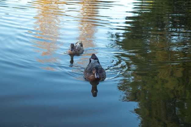 Two ducks swimming in a lake at Europarque in Portugal