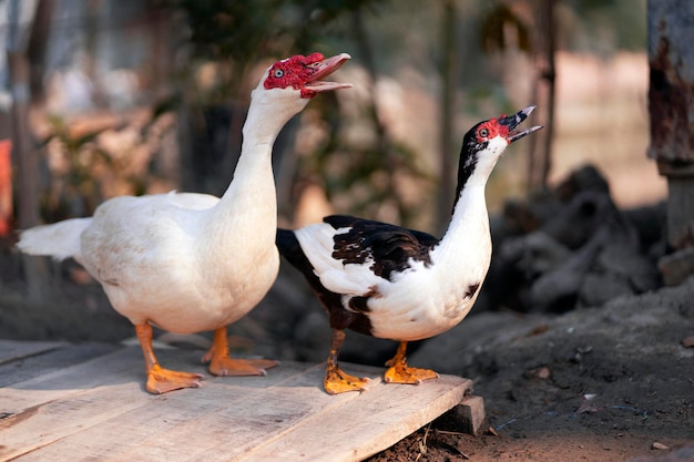 Two ducks with one saying'the white one '