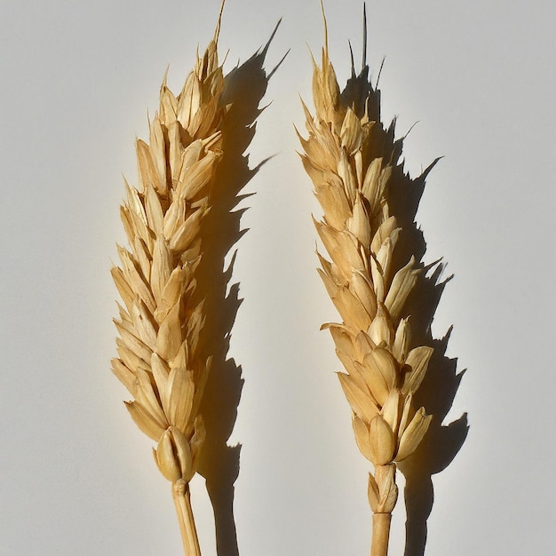 Photo two ears of wheat are shown against a white background