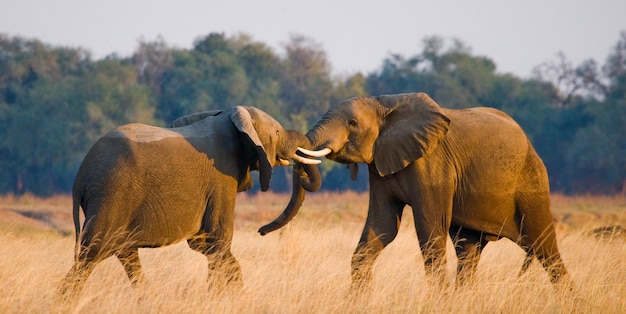 Two elephants are playing with each other