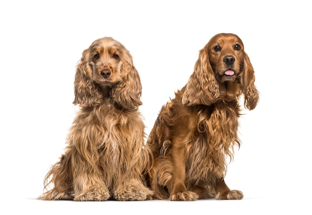 Two English Cocker Spaniel dogs sitting together, isolated