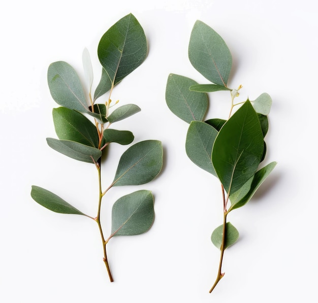 Two eucalyptus twigs isolated