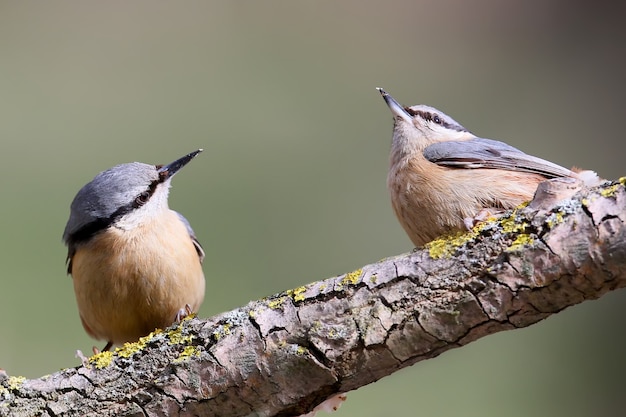 Two Eurasian nuthatches met on a forest trough and are ready to fight for food. Birds isolated on blurry light green 