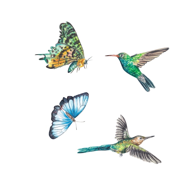 Two exotic bright butterflies and hummingbirds highlighted on a white background illustration