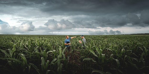 Two farmers in an agricultural corn field on a cloudy day