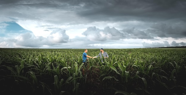 Two farmers in an agricultural corn field on a cloudy day