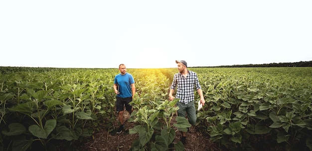 Two farmers in an agricultural field of sunflowers Agronomist and farmer inspect potential yield