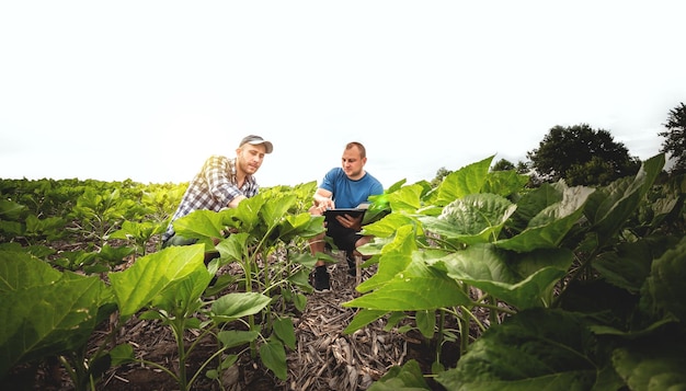 Two farmers in an agricultural field of sunflowers Agronomist and farmer inspect potential yield