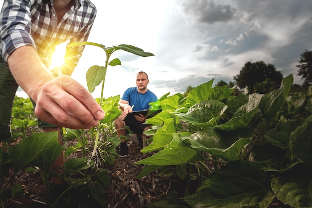 Two farmers in an agricultural field of sunflowers Agronomist and farmer inspect potential yield