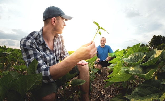 Two farmers in an agricultural field of sunflowers Agronomist and farmer inspect potential yield