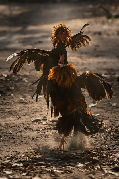 Photo two fighter cock in the nature arena fighting.