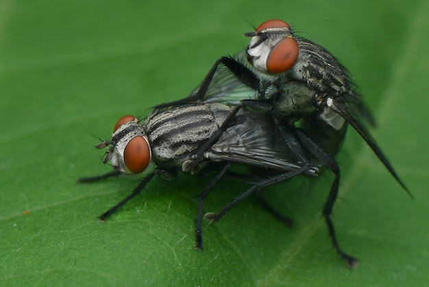 two flies on a leaf reproducing