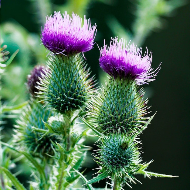 Two flowers of the Black or Bull Thistle stock photo Thistle Butterfly Insect Europe Flower