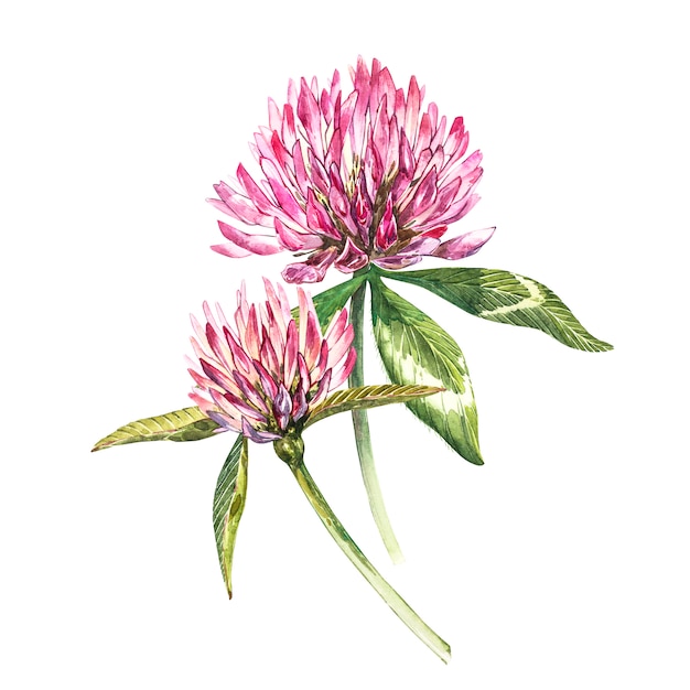 Two flowers of red clover with leaves. Watercolor botanical illustration isolated on white . Happy Saint Patricks Day.