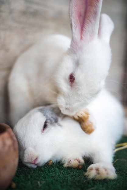 Two fluffy white rabbit playful hugging in stall