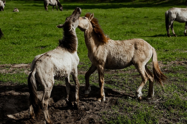 Two foals of tarpan horses recently born play on field