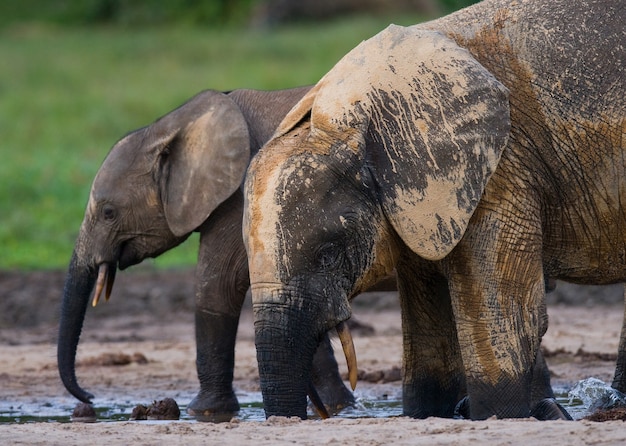 Two forest elephants are drinking water from a source of water 