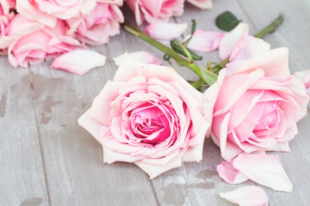 Two fresh blooming pink  roses  laying  on wooden  table