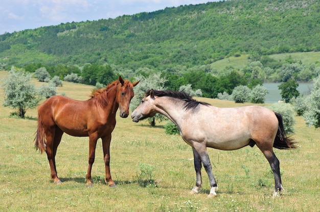 Two friendly horses