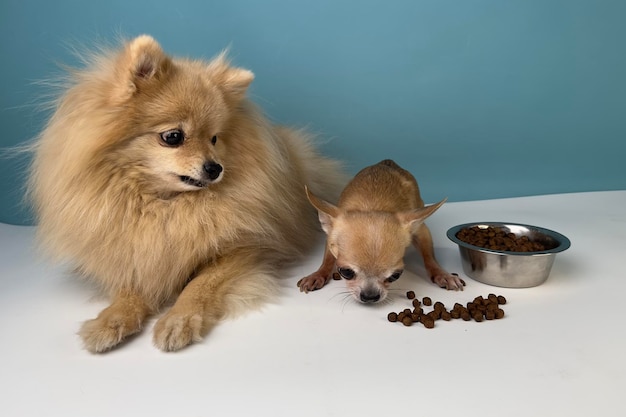 Two friends cute dogs happy puppies Pomeranian Spitz dog and little small Chihuahua