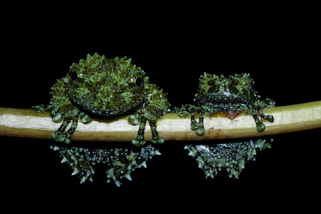 Two frogs on a branch with their heads covered in moss.