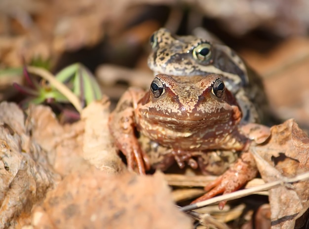 Two frogs on leaves during the breeding season