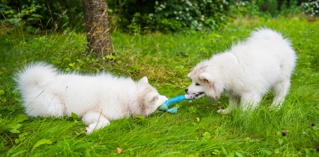 Two Funny fluffy white Samoyed puppies dogs are playing with toy on the green grass