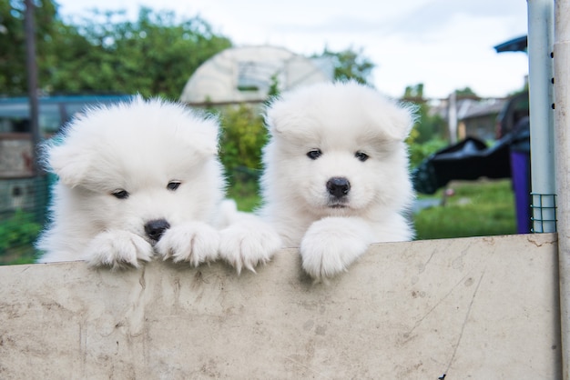 Two funny white samoyed puppies peeking out from the fence