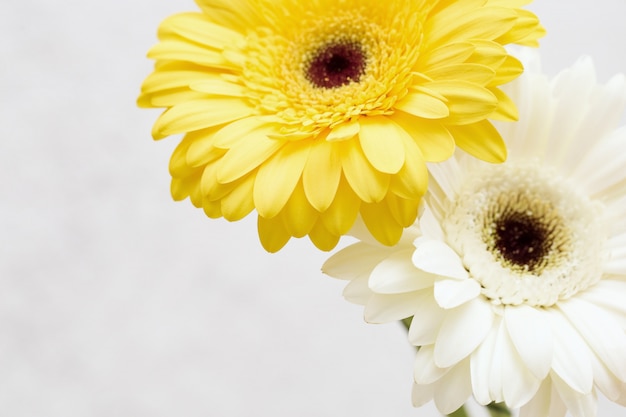 Two gerbera flowers close up