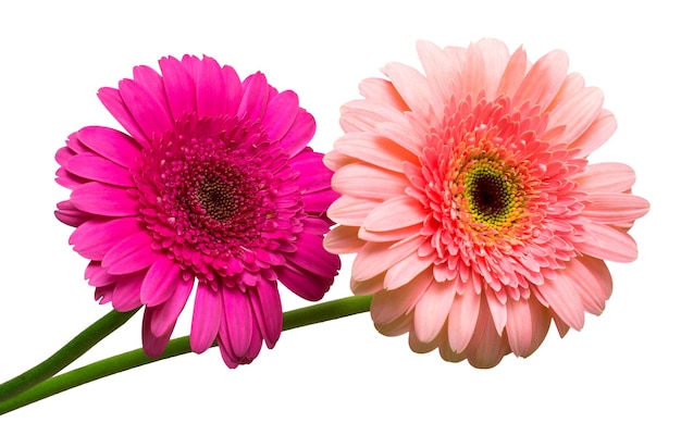 Two gerbera flowers isolated on white background