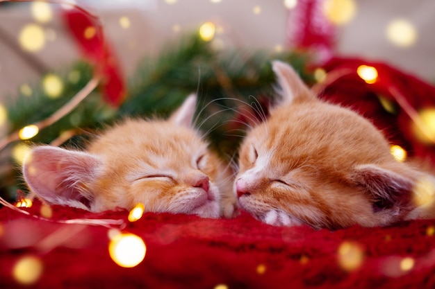 Two ginger kittens sleeping with christmas lights on red orange red cats happy dreams holidays and