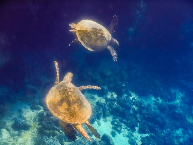 Two glowing green sea turtle hovering together near a coral reef