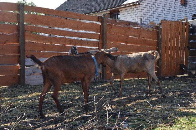 two goats are walking in a pen with a goat on the back